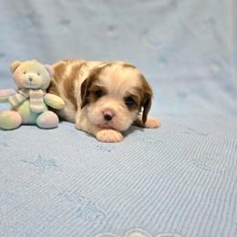 Henry - Blenheim male Cavalier King Charles Spaniel puppy in Pennsylvania from Julie's Cavalier King Charles Spaniels