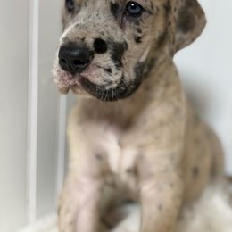 Gertrude - Brindle female Great Dane puppy in Hutchinson, Kansas from Dappled Danes