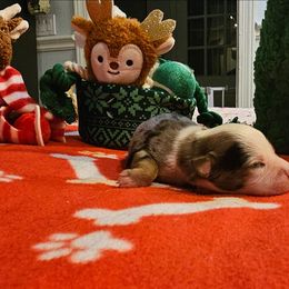 RUDY - Red merle female Miniature Australian Shepherd puppy in Queen Creek, Arizona from Jaylee's Miniature Australian Shepherds