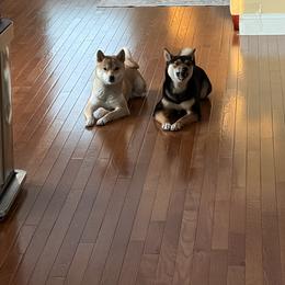 Shiba Inu All Grown Up from My Beloved Shiba LLC