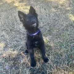 Loretta - Mudi puppy from Graves Farm Mudi