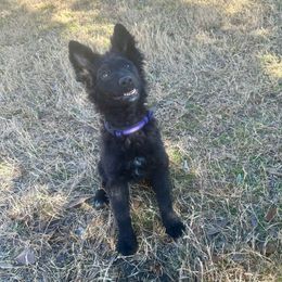 Loretta - Mudi puppy from Graves Farm Mudi