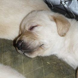 Labrador Retriever Puppies from Sue Calvert's Labrador Retrievers