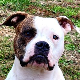 American Bulldogs from Kentucky Classic American Bulldogs