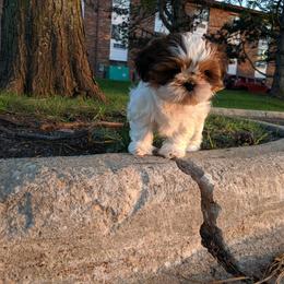Shih Tzu Puppies from Tough Shih