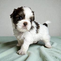 AKC-Domino - Liver and white male Shih Tzu puppy in Mooresville, North Carolina from Juji Shih Tzu