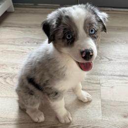 Guinness - Blue merle female Australian Shepherd puppy in Weeki Wachee, Florida from Ace of Spades Australian Shepherds