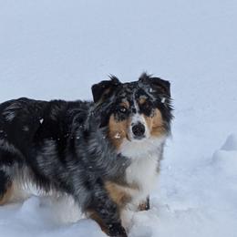 Zoey - Australian Shepherd