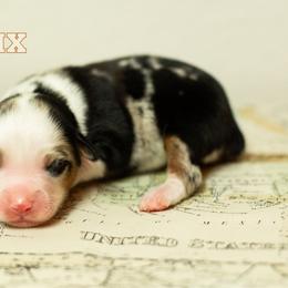 Phoenix - Blue merle female Miniature Australian Shepherd puppy in Waco, Texas from Blue Rain Aussies