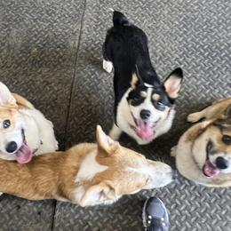 Pembroke Welsh Corgis from Linda Delarios