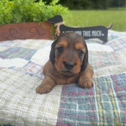 AKC Girl - Sable female Dachshund puppy in Ozark, Alabama from Honey Hill Dachshunds