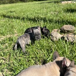 French Bulldog Puppies from Boone County Bulldogs
