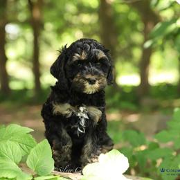 Columbia - Black and tan female Cockapoo puppy in Canastota, New York from Silver City Cockapoos