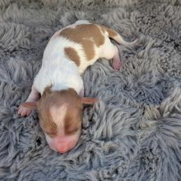 AKC Ee Cream Piebald Girl 1 - Cream female Dachshund puppy in Choctaw, Oklahoma from TS Performance Horses & Dachshunds