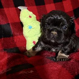 Aurora - Black and white female French Bulldog puppy in Columbus, Ohio from Kallie’s Kennel