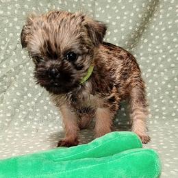 Liam - Belge male Brussels Griffon puppy in Berkeley Springs, West Virginia from Turkey Ridge Brussels Griffons