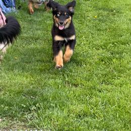 Cobra - Black tri male Miniature Australian Shepherd puppy in Bohemia, New York from Wiggle Bum Ranch