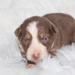 Ursa - White and red female Border Collie puppy in Cedartown, Georgia from Ferguson Border Collies
