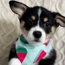 Jerry - Black and tan male Pembroke Welsh Corgi puppy in New Port Richey, Florida from Spots and Sploots
