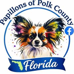 Sugar - Black brown and white male Papillon puppy in Lake Wales, Florida from Papillon's of Polk County Florida