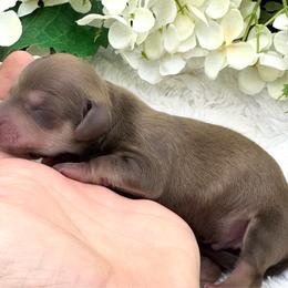 Lawsen - Cream male Dachshund puppy in Exeter, California from Sawtooth Miniature Dachshunds