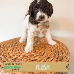 Flash - Chocolate male Goldendoodle puppy in Soddy Daisy, Tennessee from The W Doods