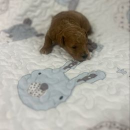 Marley - Red  male Poodle puppy in Poplarville, Mississippi from Southern Belle Poodles