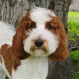 Walker - Goldendoodle