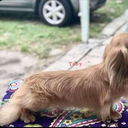 Toby - Dachshund