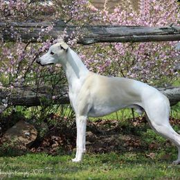Whippet All Grown Up from Skyline Whippets