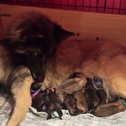 Belgian Tervuren Puppies from Devoue Belgians