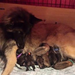 Belgian Tervuren Puppies from Devoue Belgians