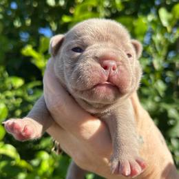 Cookie - Liver female French Bulldog puppy in Hemet, California from Bowman Pups