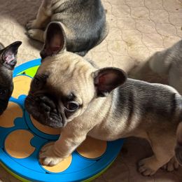 Sable - French Bulldog puppy from Mimosa Acres French Bulldogs LLC