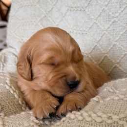 Basil (Black Collar) - Dark golden male Golden Retriever puppy in Jefferson, Iowa from New Beginnings Acres