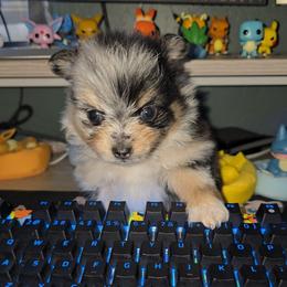 Bonnie - Blue merle female Pomeranian puppy in Buckeye, Arizona from BL Poms Heaven