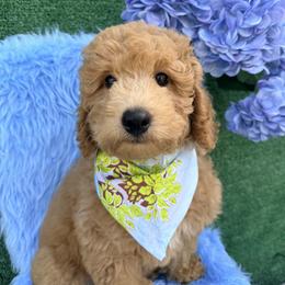 Goldendoodle and Poodle Puppies from Katy's Toy Poodles & Doodles