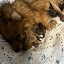 Pomeranian Puppies from Bama Pom Squad