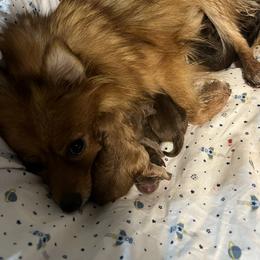 Pomeranian Puppies from Bama Pom Squad