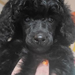 Poodles from Reflexxion Poodles