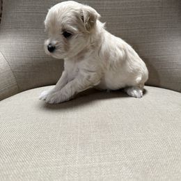 Reserved for Paula - White male Maltipoo puppy in Fredericktown, Missouri from Doodle Pups Fur-Ever