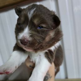 Buckle - Red and white female Siberian Husky puppy in Addison, Michigan from Gray Run Siberian Huskies