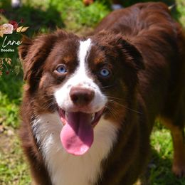 Mowgli - Miniature Australian Shepherd