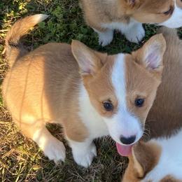 Bella - Red female Pembroke Welsh Corgi puppy in Beulaville, North Carolina from Windy Acres Pembroke Welsh