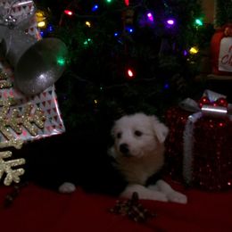Girl 5 - Black and white female Border Collie puppy in Wakeman, Ohio from Sandstone Ridge Kennels