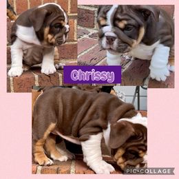 Chrissy - Red and white Bulldog puppy in Mechanicsville, Virginia from Spice O’ Life Bulldogs