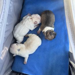 Simon - Cream male French Bulldog puppy in New Hampton, New Hampshire from Kismet French Bulldogs