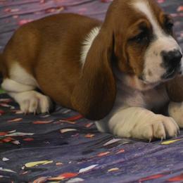 Basset Hound Puppies from Royal Baez Basset