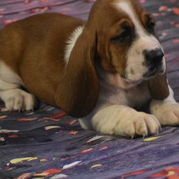 Basset Hound Puppies from Royal Baez Basset