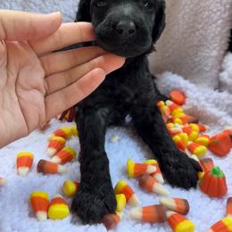 Autumn 1,605 AKC Standard Poodle - Black female Poodle puppy in Conway, Arkansas from Arkansas River Poodles